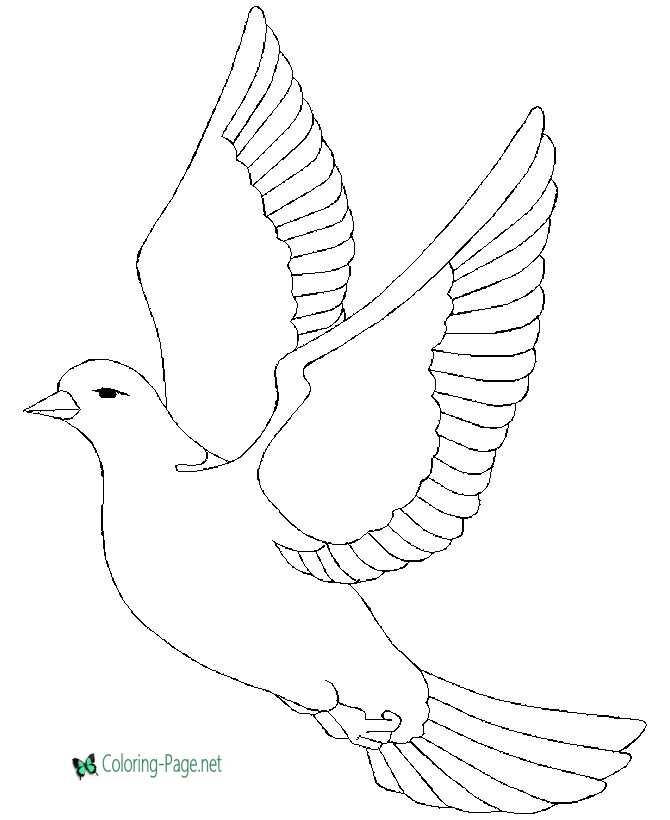 Coloring Pages Dove Bird