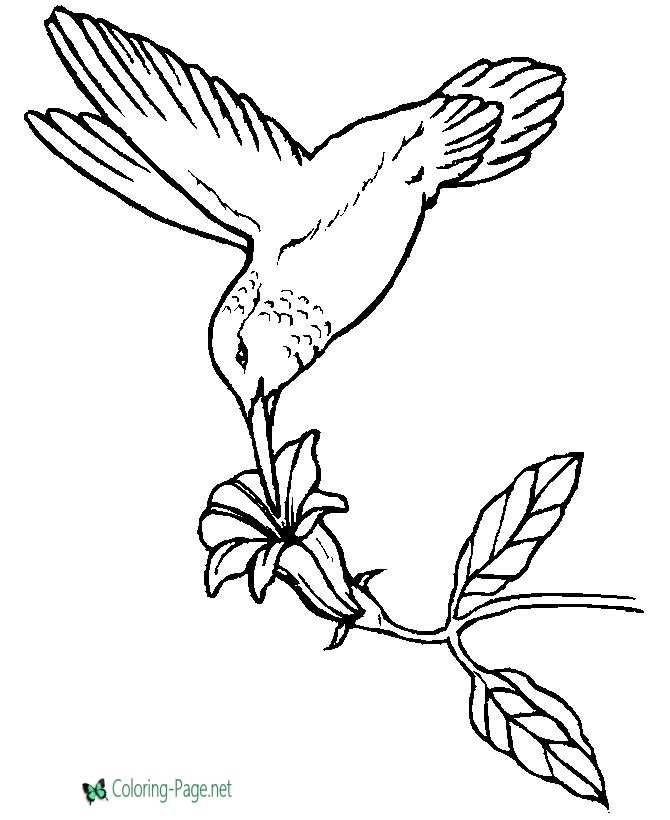 Bird Coloring Pages Real Birds