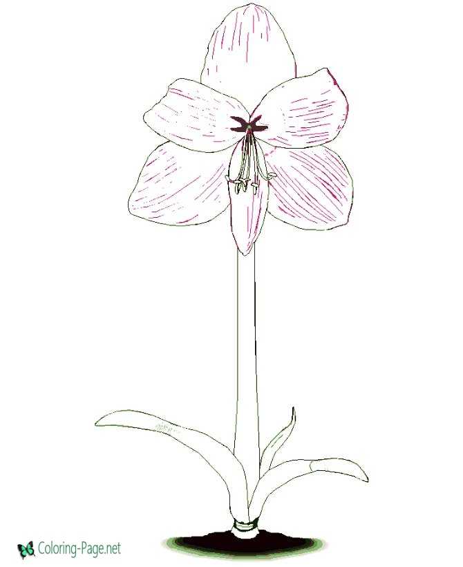 Flower Coloring Pages amaryllis