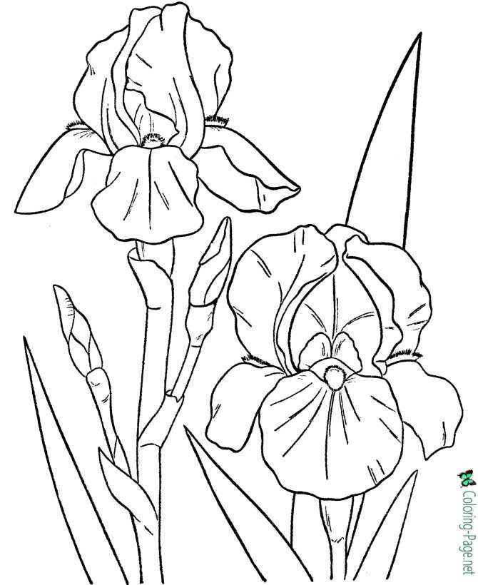 kids flower coloring page