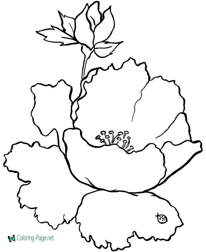 Free Flower Coloring Pages