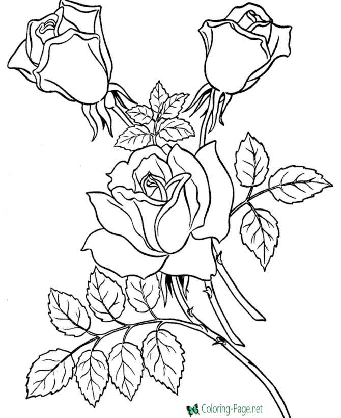 Flower Coloring Pages Roses