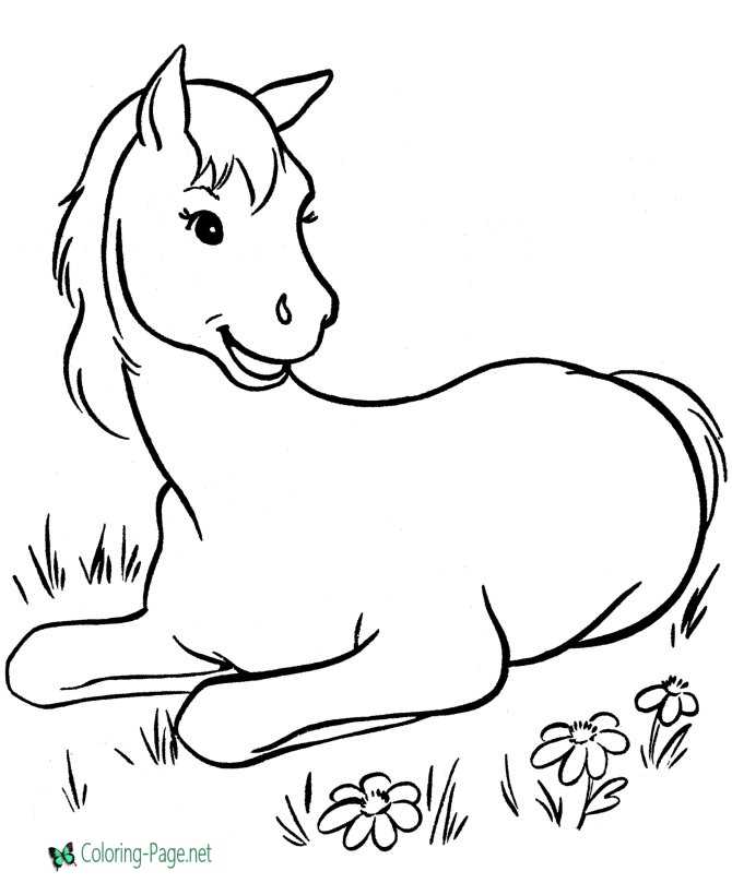 printable colt horse coloring page