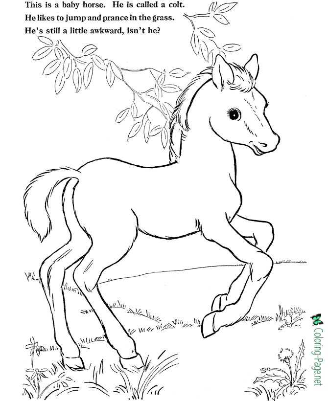 jumping colt coloring pages