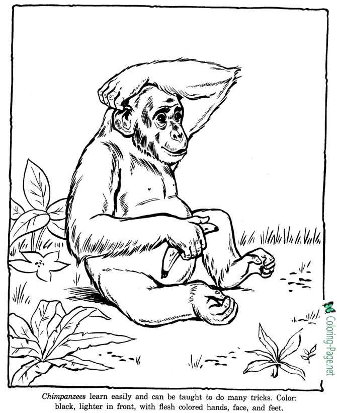 Chimpanzee Coloring Pages Zoo