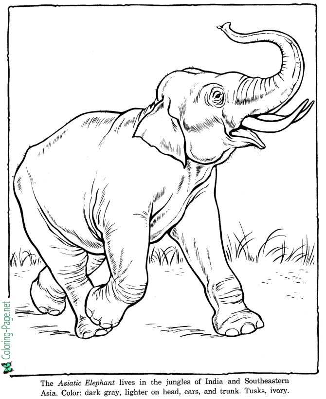Elephant Coloring Pages Zoo