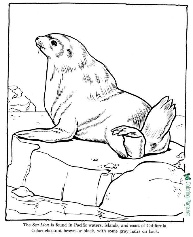 Sea Lion Coloring Pages Zoo