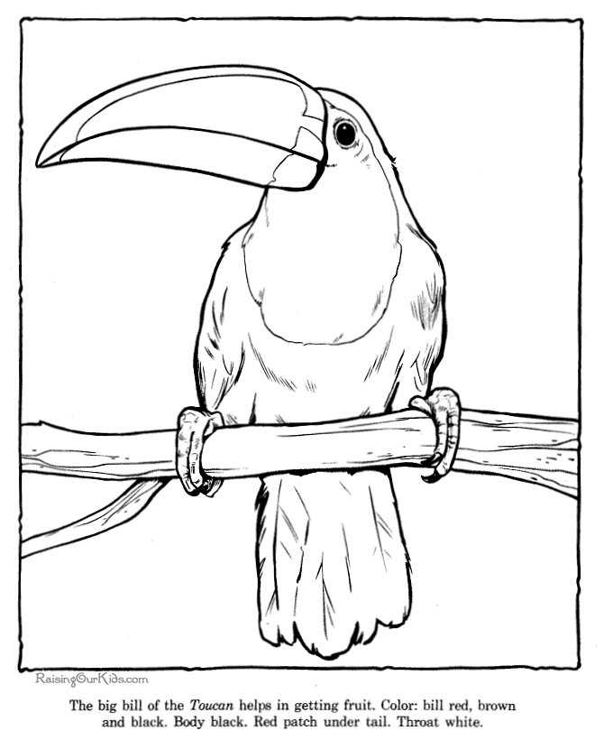 toucan-coloring-pages-zoo