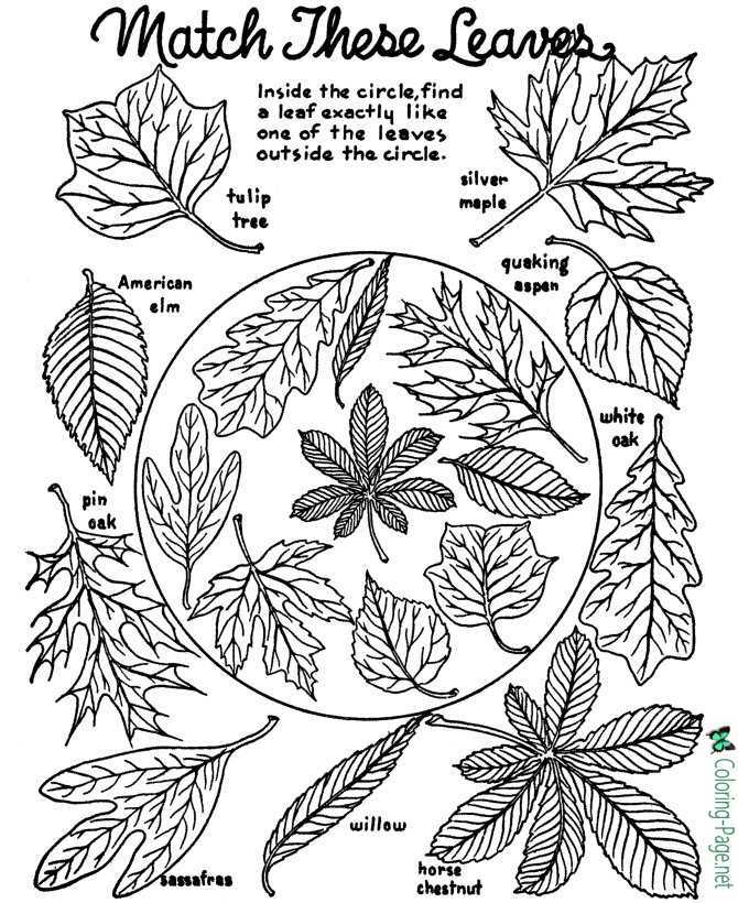 fall tree coloring pages printable