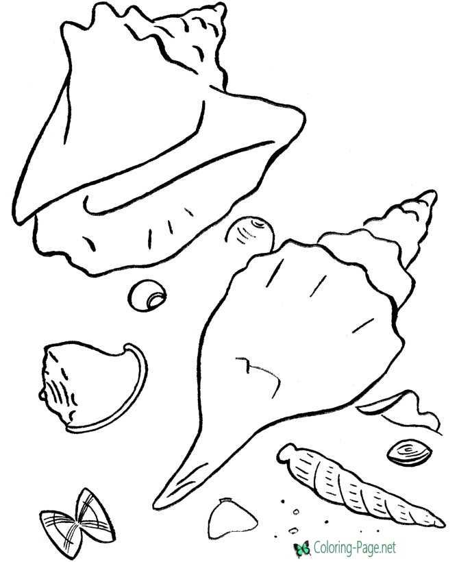 sea shell coloring page