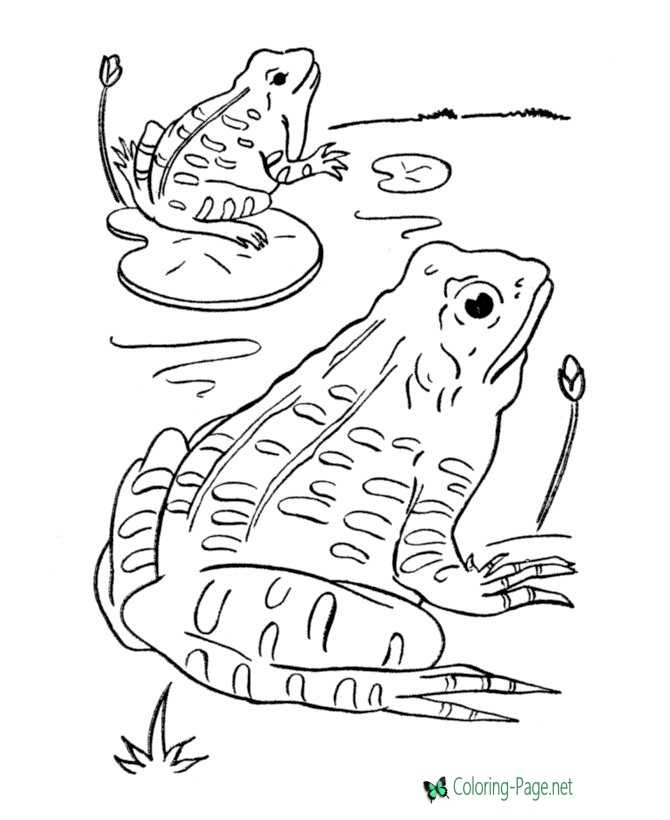 poison dart frog coloring page