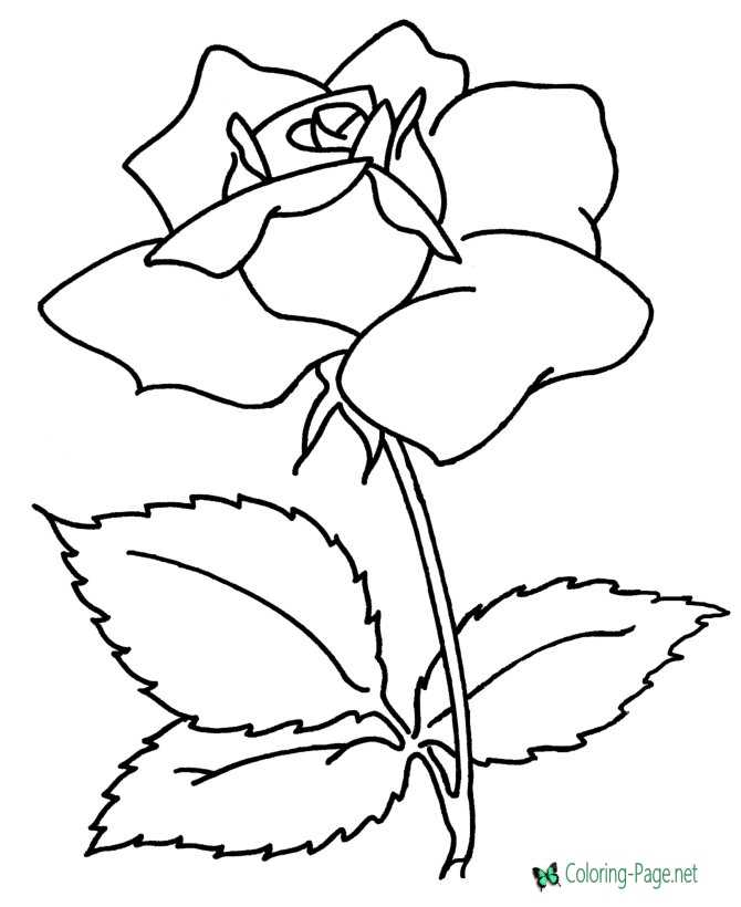 Mother´s Day Coloring Pages A Rose