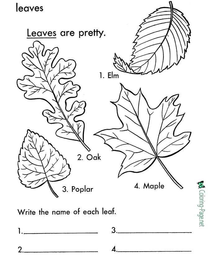 Download Tree Leaves Coloring Pages Leaf Names