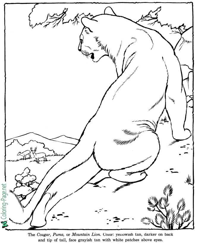 realistic cougar coloring pages