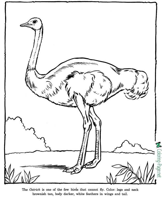 ostrich coloring sheet